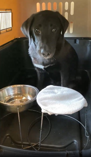 口を拭く賢い犬