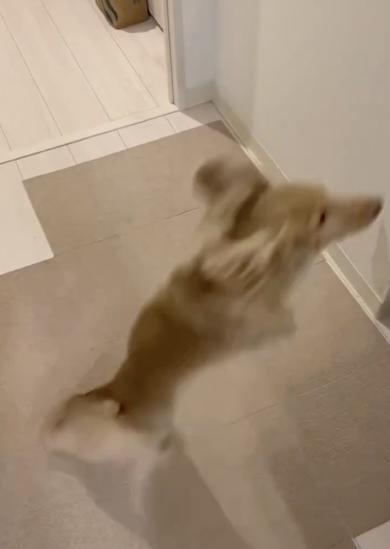 おでかけ用意する犬