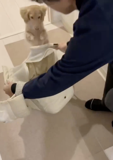 おでかけ用意する犬