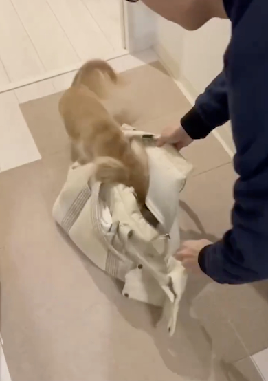 おでかけ用意する犬