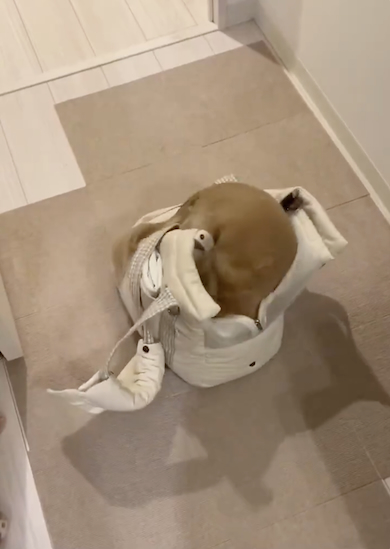 おでかけ用意する犬