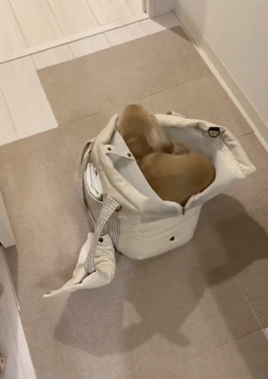 おでかけ用意する犬