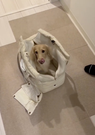 おでかけ用意する犬