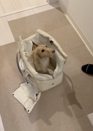 おでかけ用意する犬