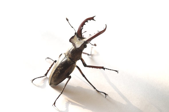 クワガタすごい02