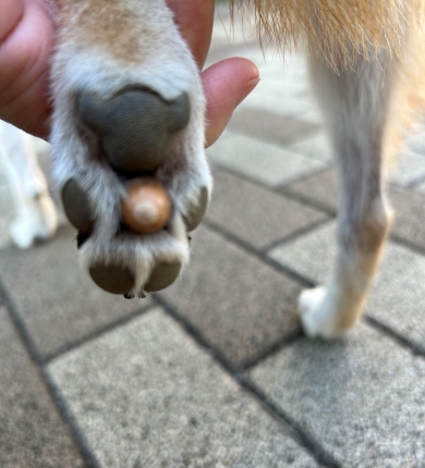 どんぐりが挟まったワンコの足の裏