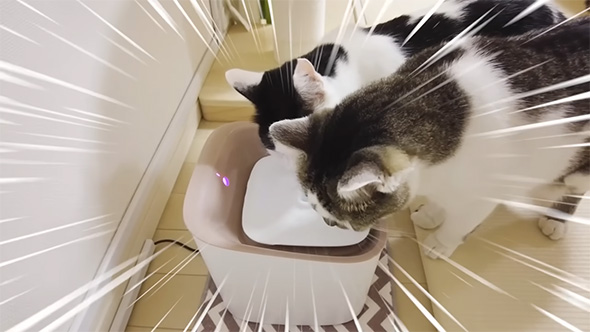 給水機で水を飲む2匹の猫ちゃん