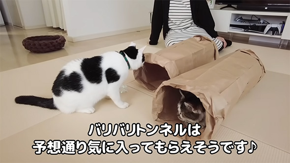 バリバリトンネルは予想通り