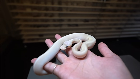 手に乗って左を見る白ヘビ