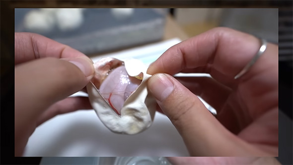 卵を開けたところ