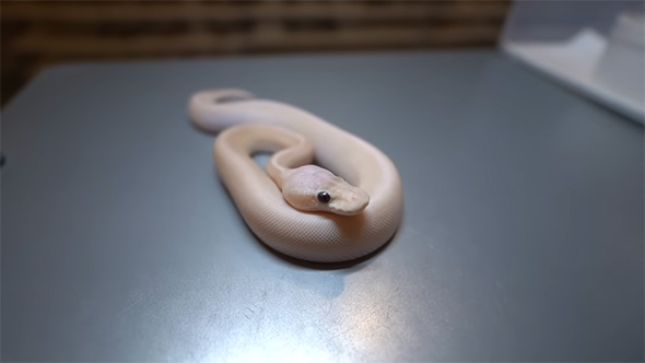 右斜め前を見る白ヘビ