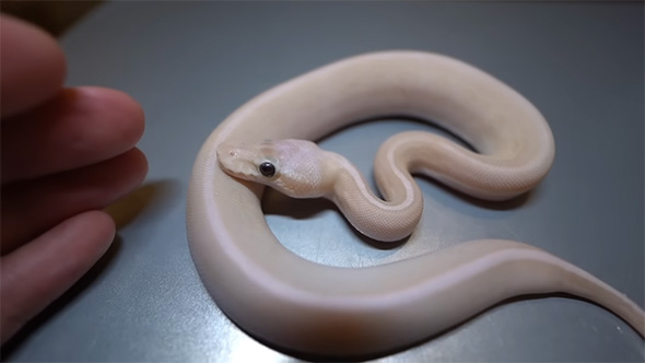 左にある手を見る白ヘビ