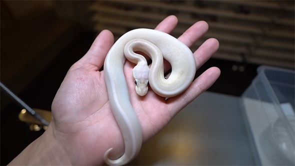 手の上に乗り下の方を見る白ヘビ