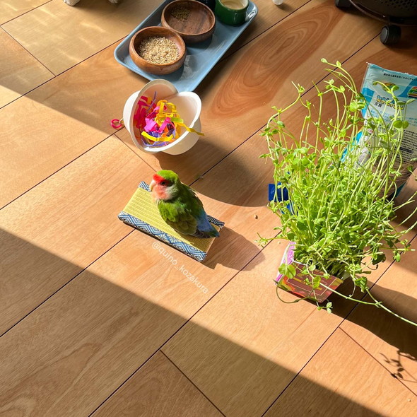 ミニ畳に乗っているコザクラインコさん