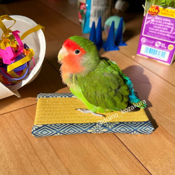 ミニ畳に乗っているコザクラインコさん