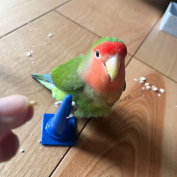 ミニコーンに乗るコザクラインコさん