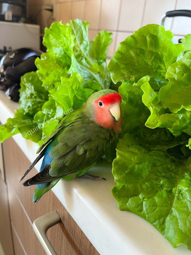 野菜の中に居るコザクラインコさん