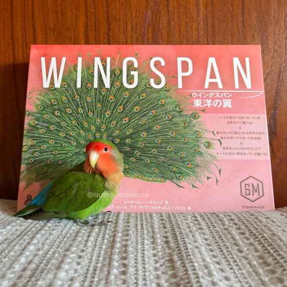 クジャクの羽をバックに立つコザクラインコさん