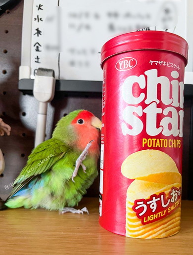 足を上げているコザクラインコさん