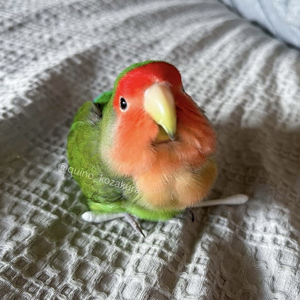 綿棒を大事にしているコザクラインコさん