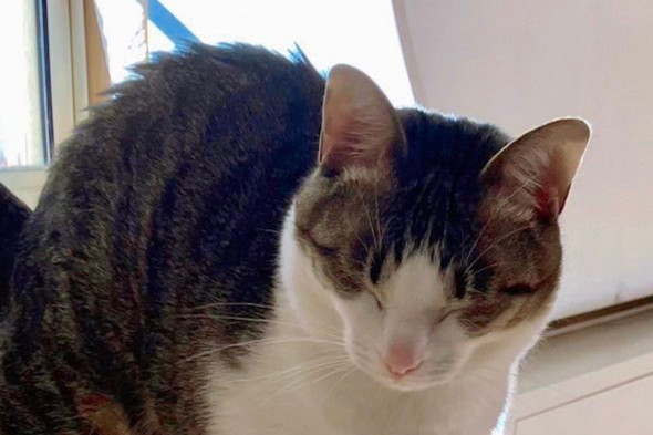 伸びをする猫ちゃん