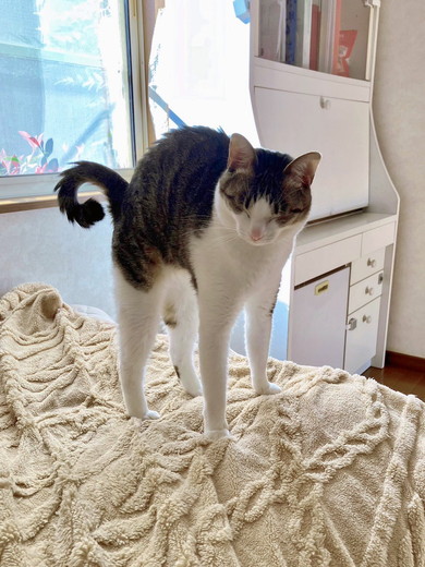 伸びをする猫ちゃん