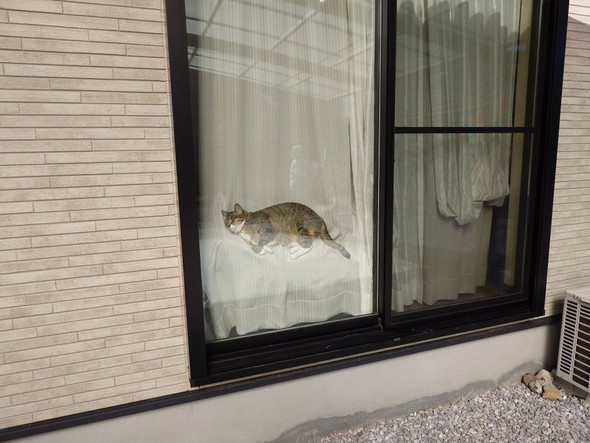 窓に挟まってお昼寝猫