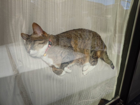 窓に挟まってお昼寝猫