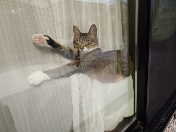 窓に挟まってお昼寝猫