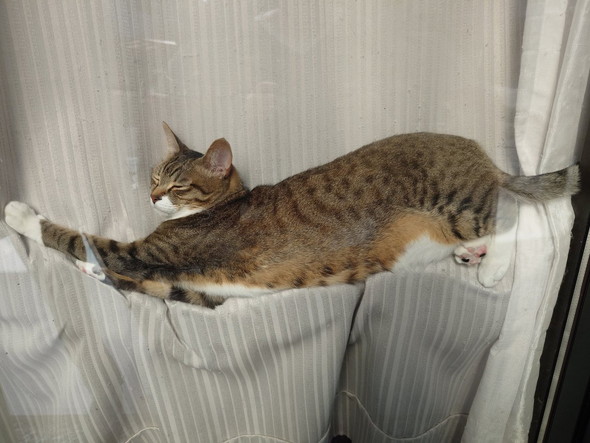 窓に挟まってお昼寝猫