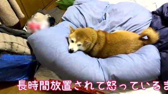 長時間放置柴犬