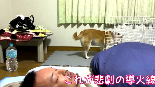 長時間放置柴犬