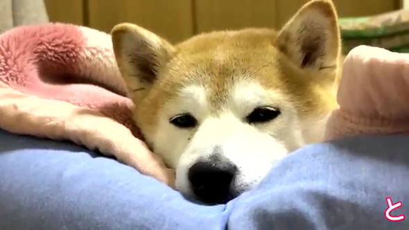 長時間放置柴犬