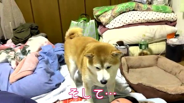 長時間放置柴犬