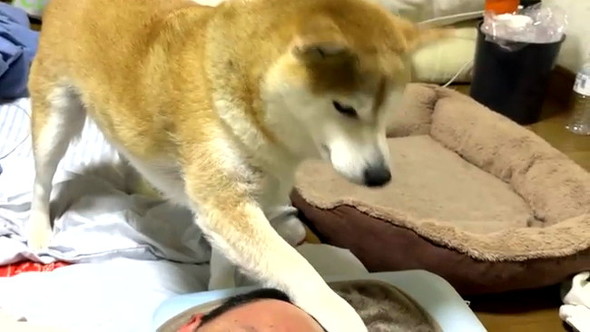 長時間放置柴犬