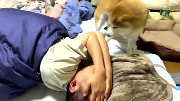 長時間放置柴犬