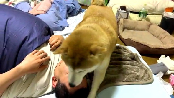 長時間放置柴犬