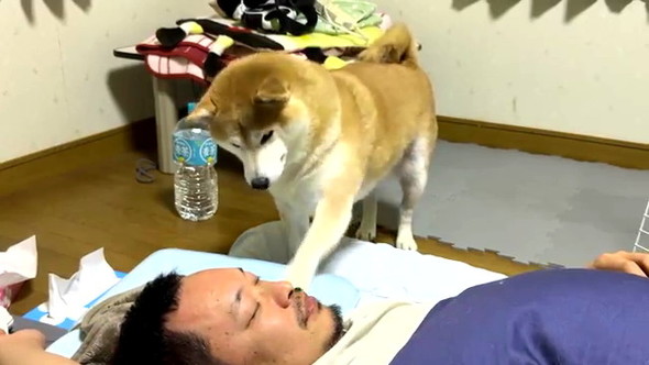 長時間放置柴犬