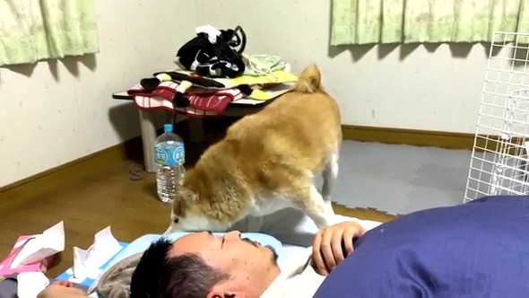 長時間放置柴犬