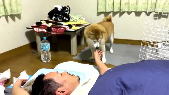 長時間放置柴犬