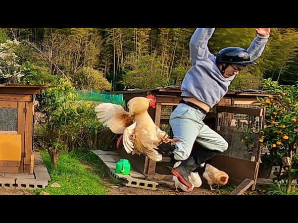 凶暴なニワトリ