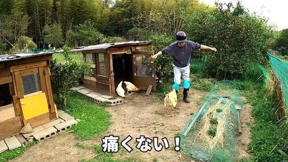 凶暴なニワトリ