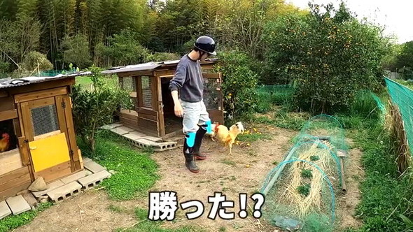 凶暴なニワトリ