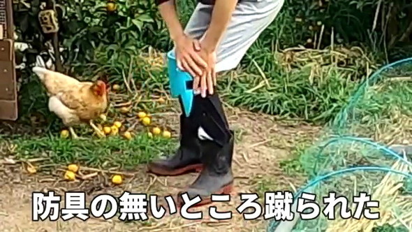 凶暴なニワトリ