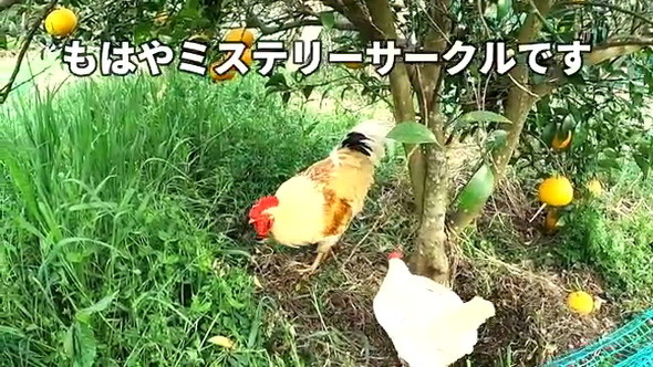 凶暴なニワトリ