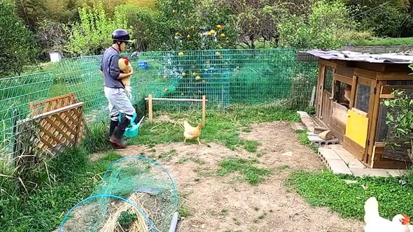 凶暴なニワトリ