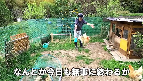 凶暴なニワトリ