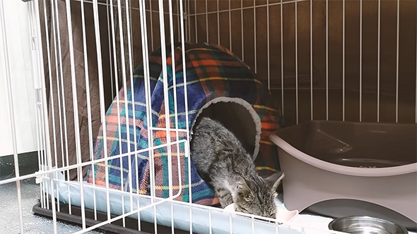 ごはんを食べる子猫