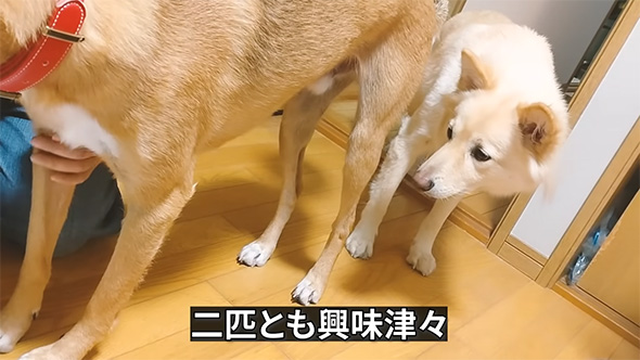 2匹とも興味津々