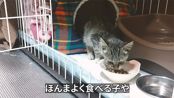 ほんまよく食べる